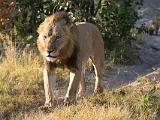 Africa 056 : Africa, Animal, Botswana, Lion, Mammal, Okavango, Vumbura Plains